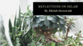 A photo of succlents with text that says "Reflections from Selah, by Jihelah Greenwald"